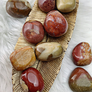 Petrified Wood Tumbled Stones (811) - The Bead N Crystal & Enclave Gems