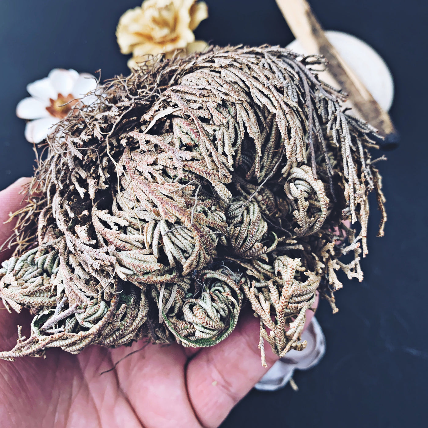 Rose of Jericho  The Bead N Crystal & Enclave Gems