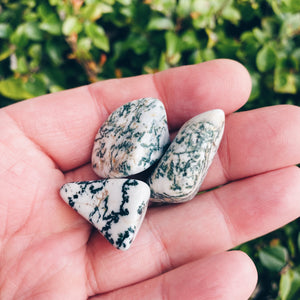 Tree Agate Tumbled Stones - The Bead N Crystal & Enclave Gems