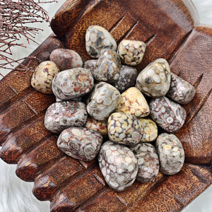White Leopard Skin Jasper Tumbled Stones (Set of 3) - The Bead N Crystal & Enclave Gems